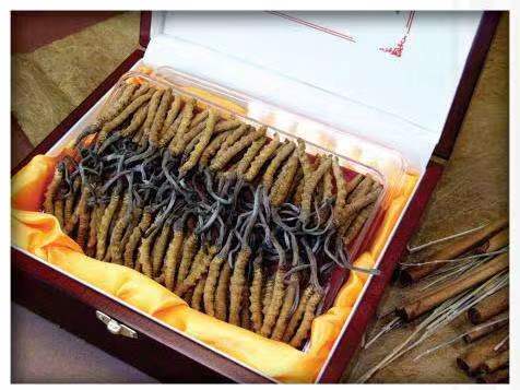 沙依巴克冬虫夏草回收